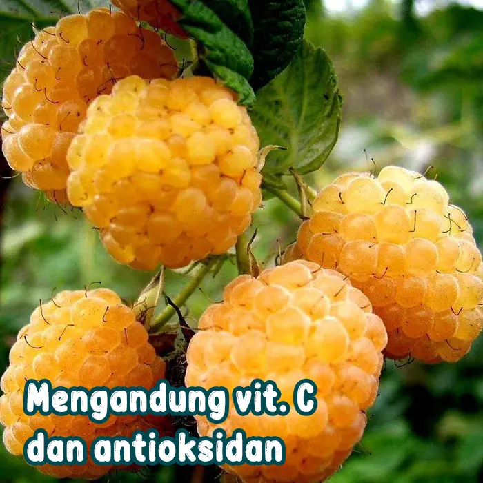 raspberry golden