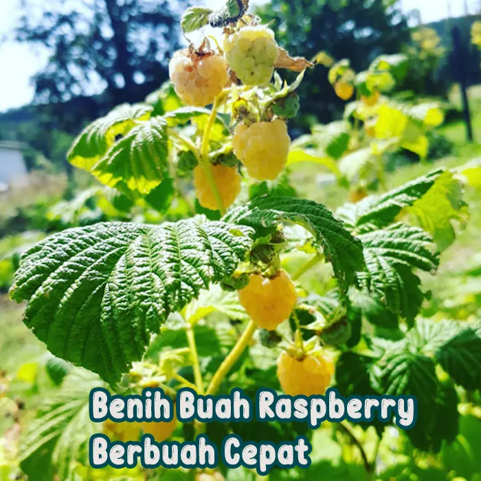 raspberry golden5