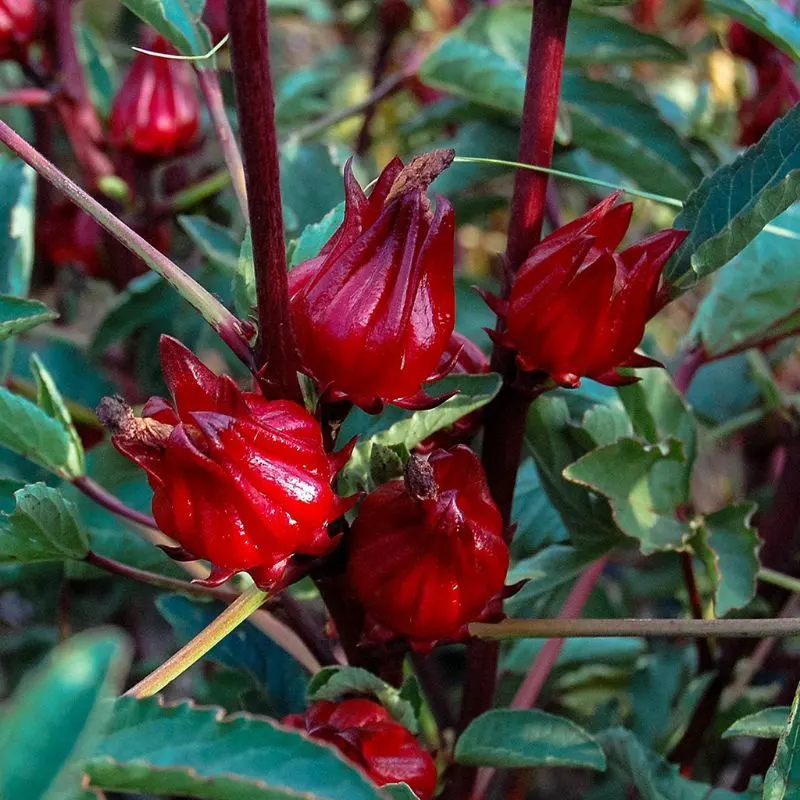rosella4