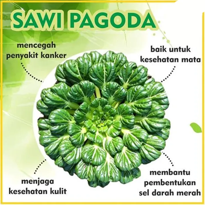 sawi pagoda4