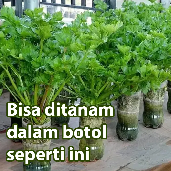seledri2
