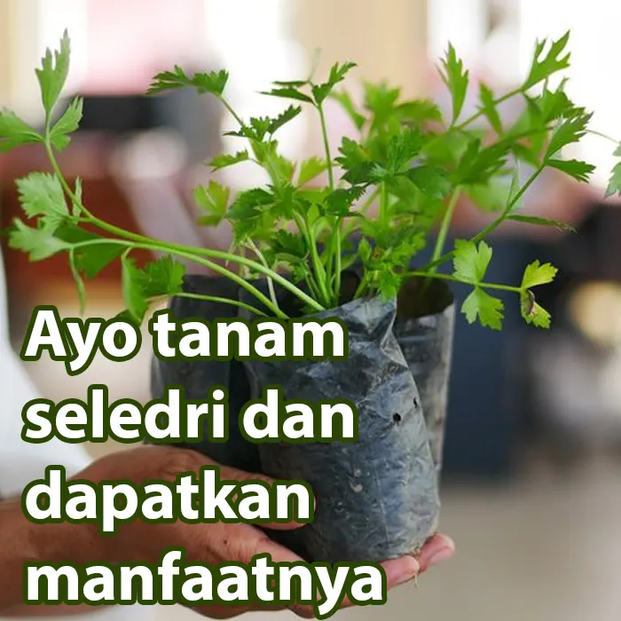 seledri3
