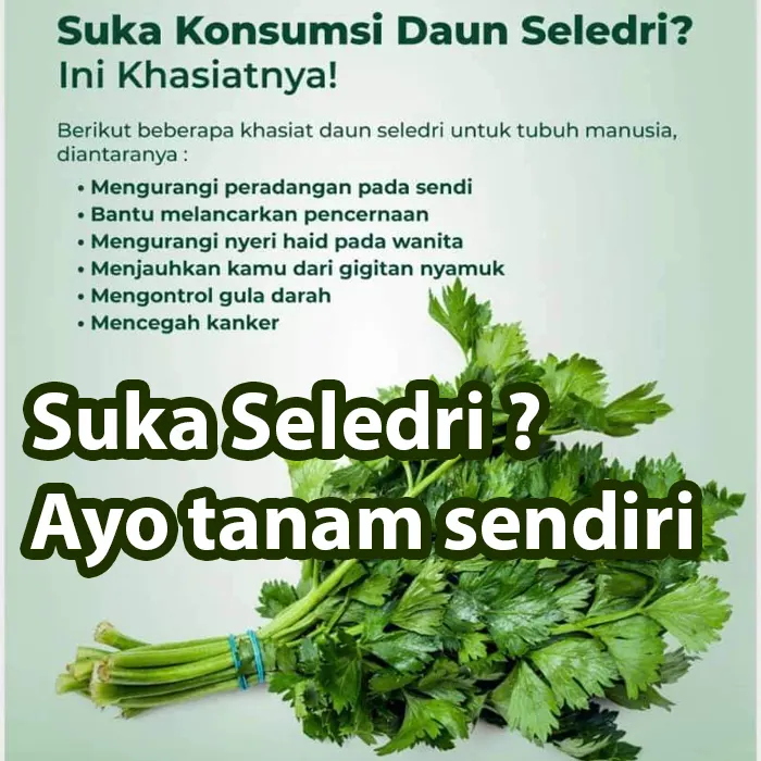 seledri4