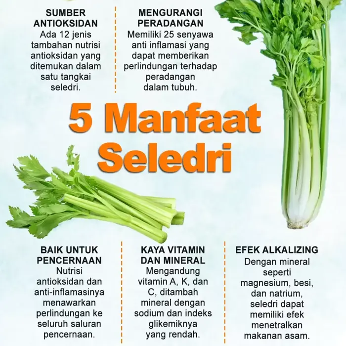 seledri5