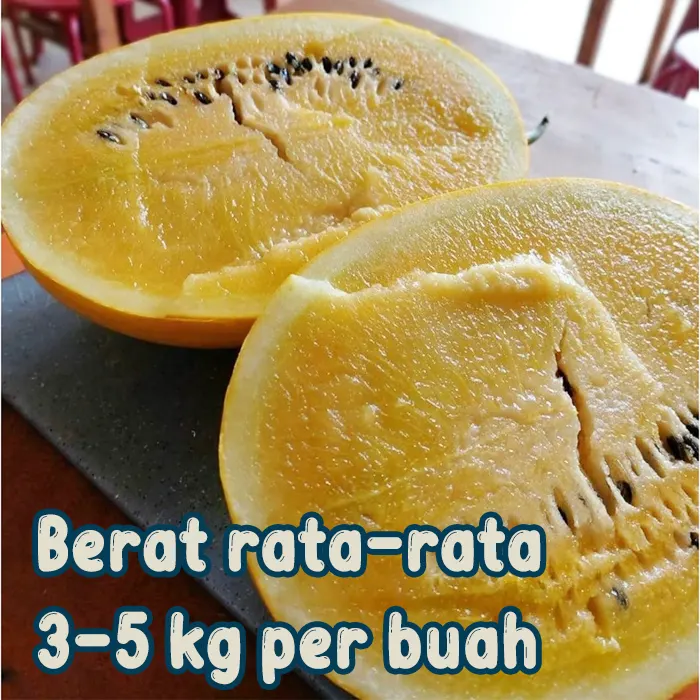 semangka kuning2