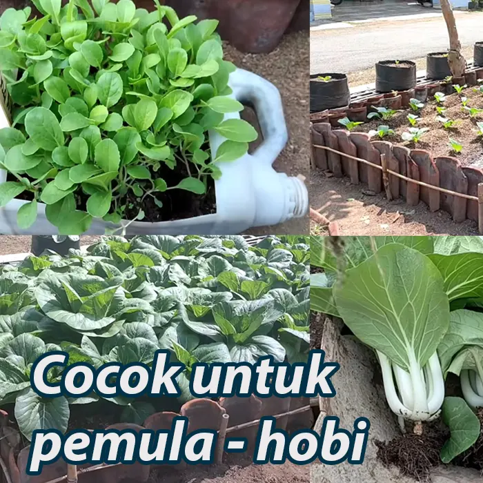 tanah ajaib