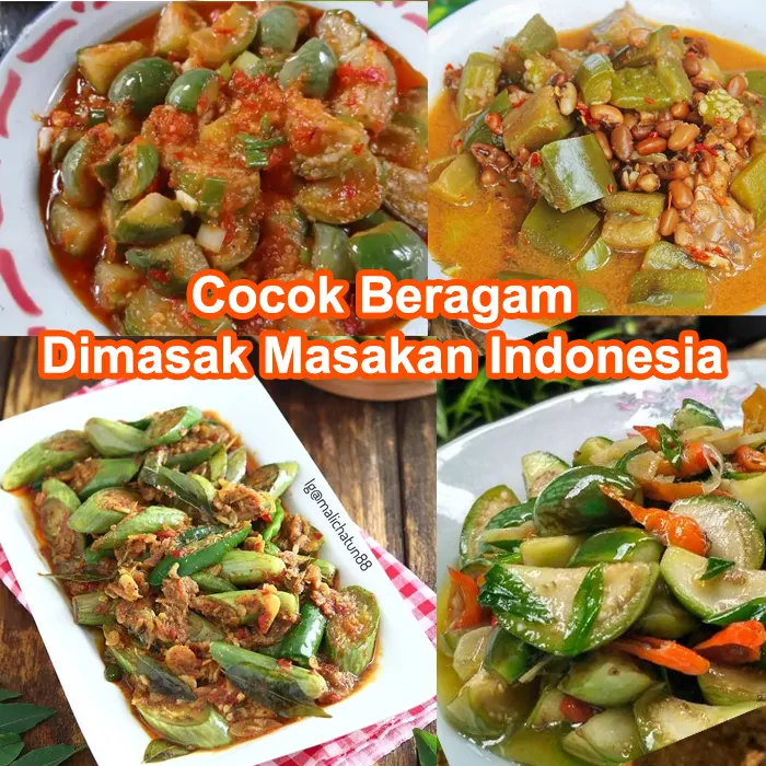 terong besar