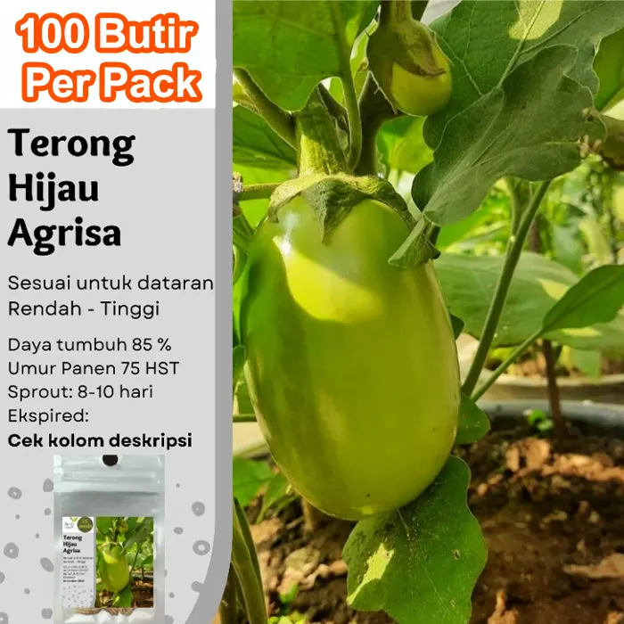 terong besar2