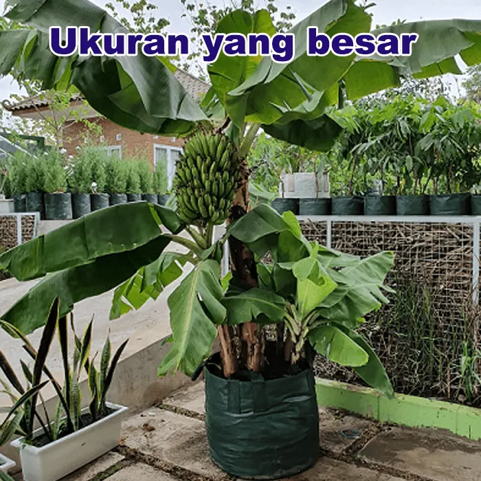 vas growth Tanaman3