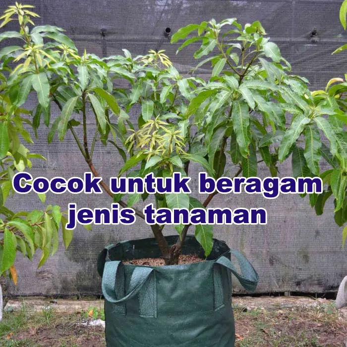 vas growth Tanaman4