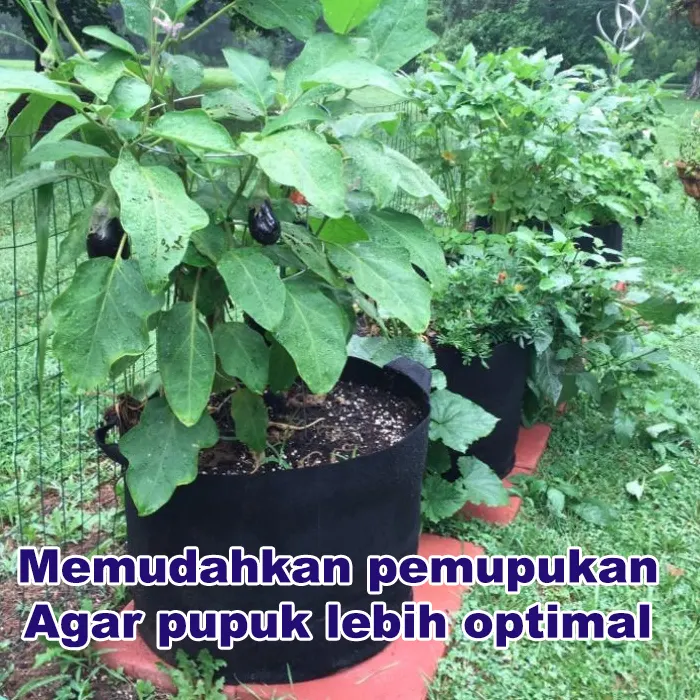 vas growth Tanaman5