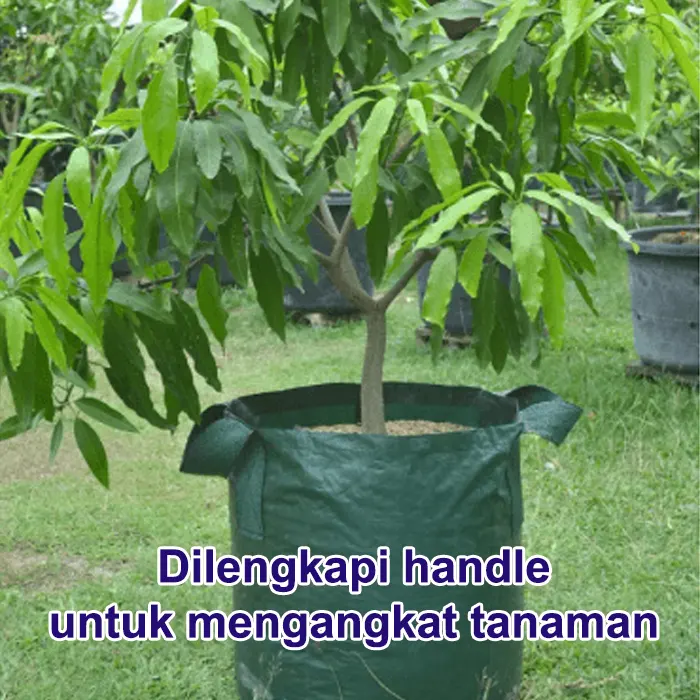 vas growth Tanaman6