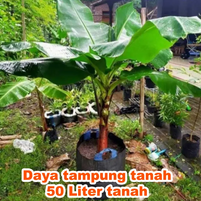 vas growth Tanaman7