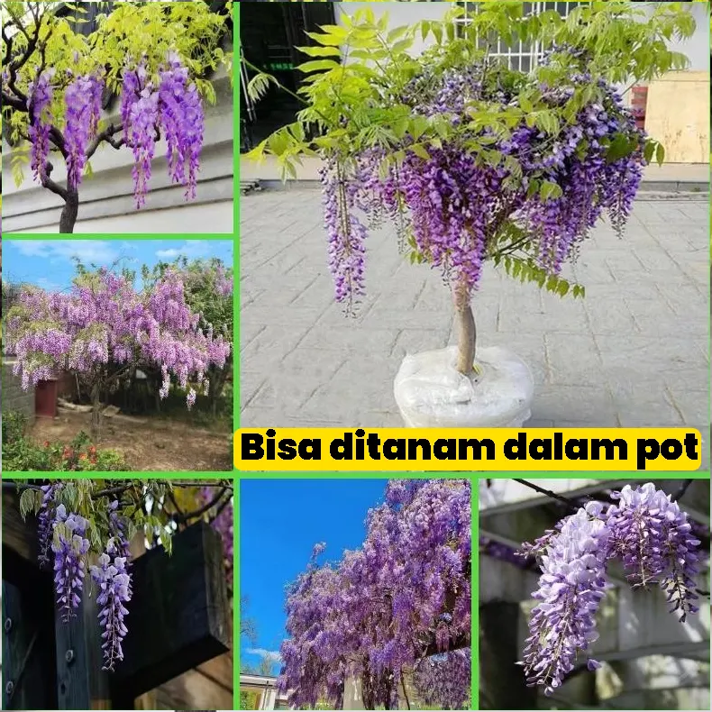 wisteria