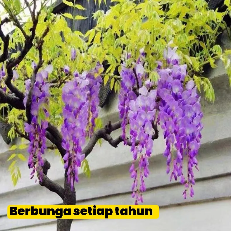 wisteria2